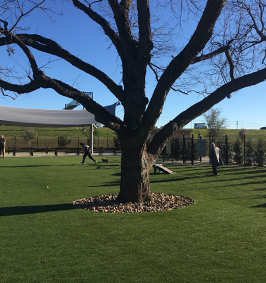 Dog park installed with pet turf