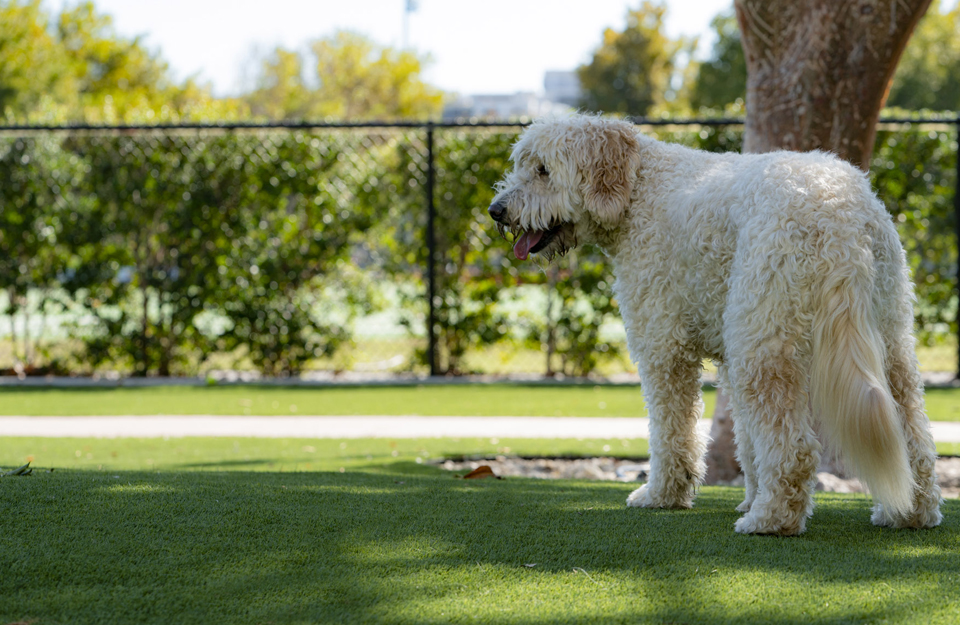 Dog running on artificial grass at a dog park