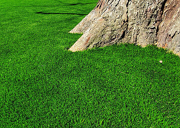 Artificial grass installed around a tree
